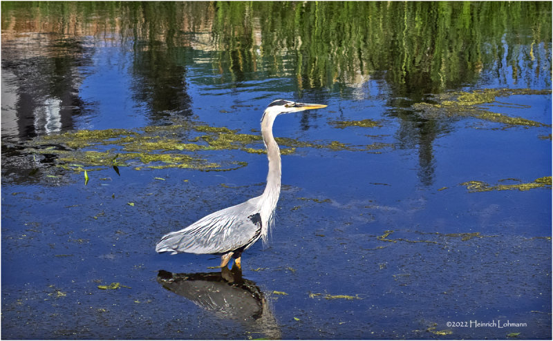 K4228997-Great Blue Heron.jpg