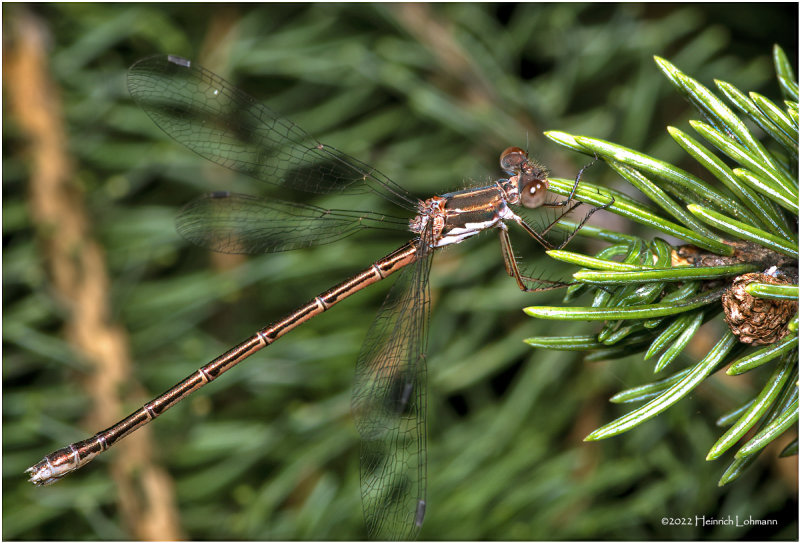 K7004661-Damsel Fly.jpg