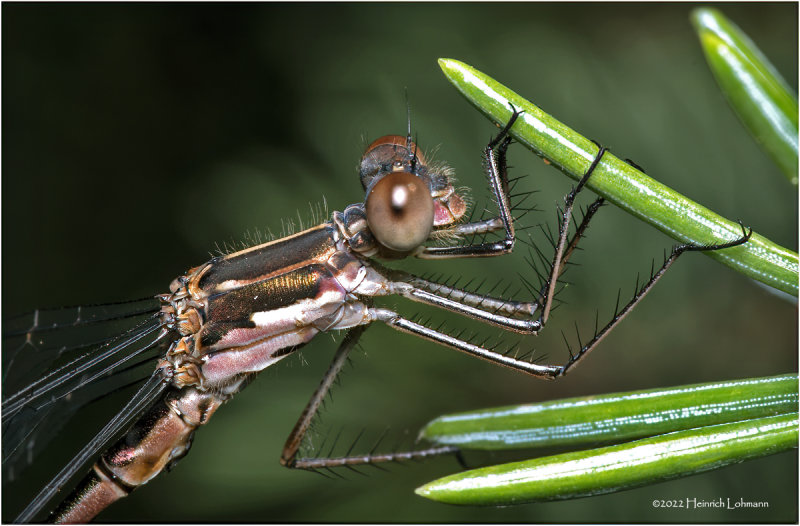 K7004686-Damsel Fly.jpg