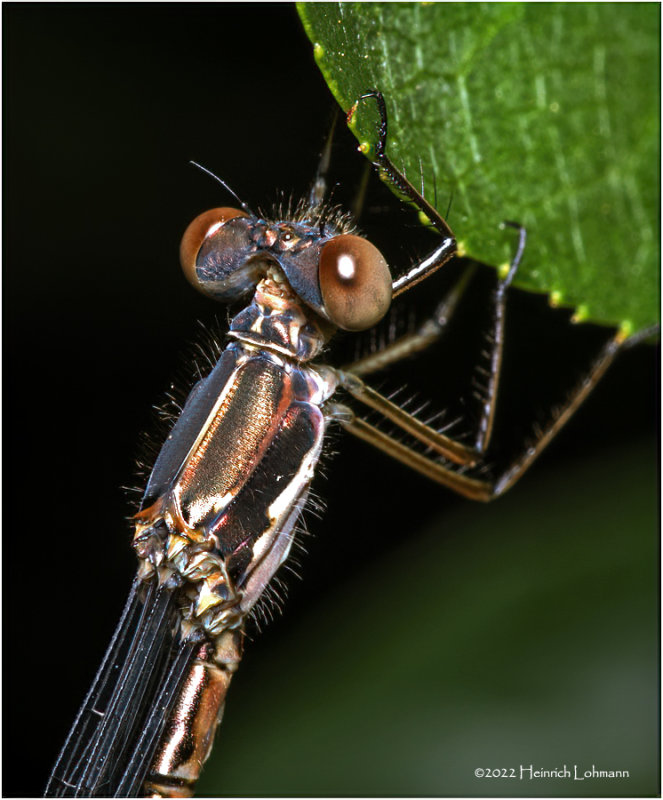 K7004648-Damsel Fly.jpg