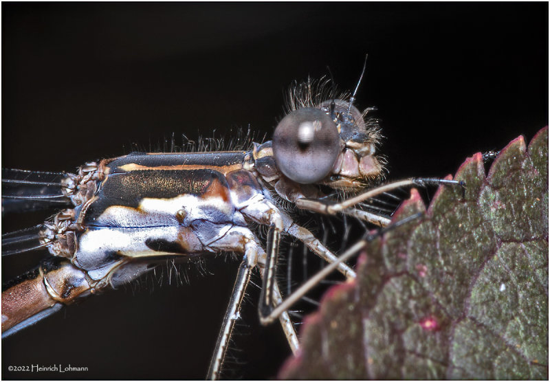 K7004655-Damsel Fly.jpg