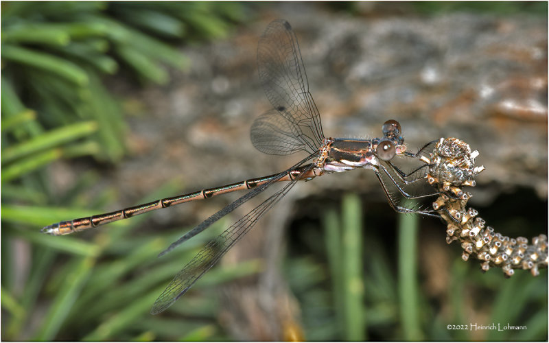 K7004688-Damsel Fly.jpg