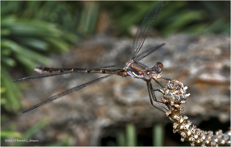K7004694-Damsel Fly.jpg