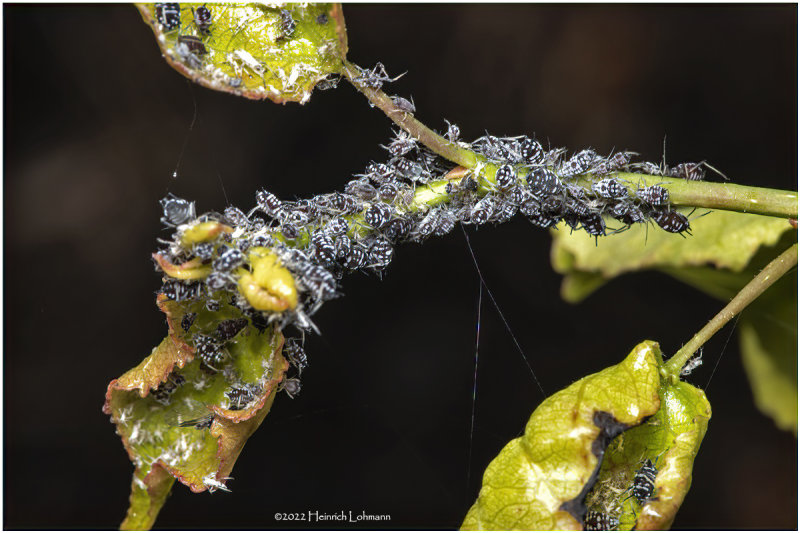 K7004601-Aphids.jpg