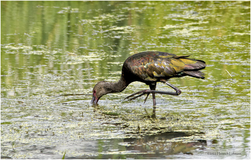 K3315196-White-Faced Ibis-juvenile.jpg