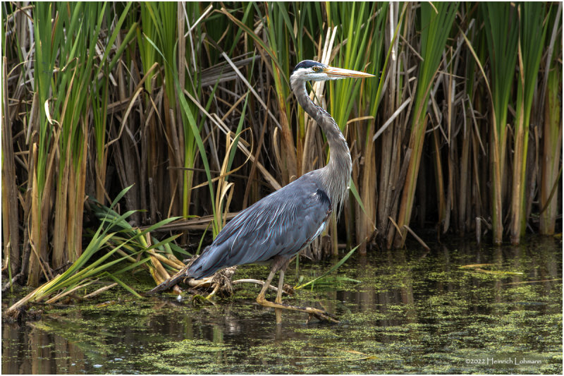 K3315326-Great Blue Heron.jpg