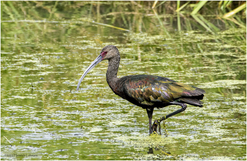 K3315206-White-Faced Ibis-juvenile.jpg