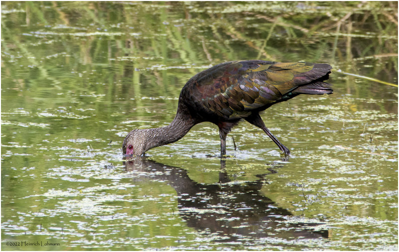 K3315281-White-Faced Ibis-juvenile.jpg