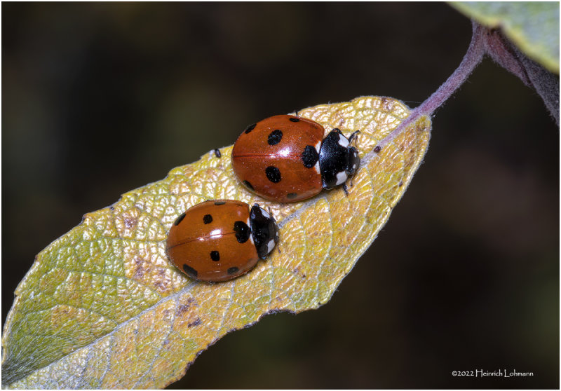 K7004857-Lady Bugs.jpg