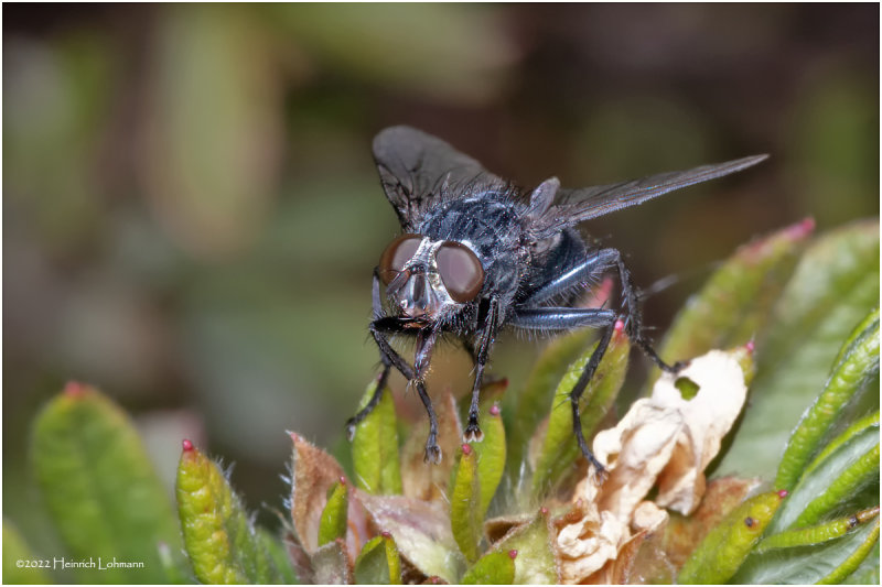 K7004865-Fly.jpg
