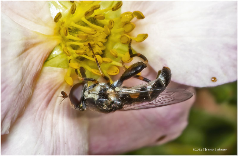 K7004880-small unidentified Fly.jpg