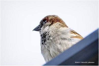 KP15492 House Sparrow-male.jpg