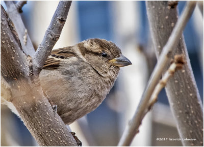 KP15506 House Sparrow-female.jpg