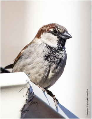 KP15527 House Sparrow male.jpg