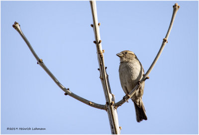 KP15543 Housb Sparrow female.jpg