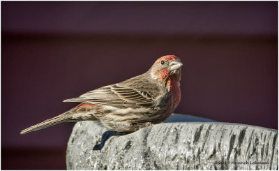 KP15619 House Finch male.jpg