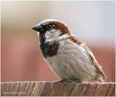 KP15898 House Sparrow male.jpg