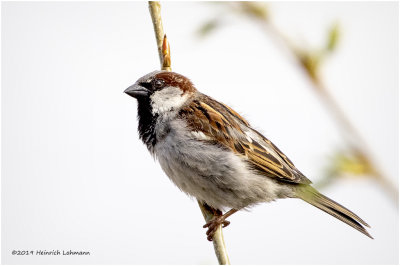 KP15928 House Sparrow male.jpg