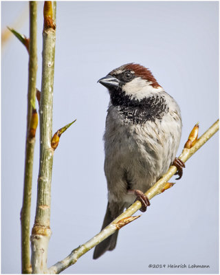 KP15965 House Sparrow male.jpg