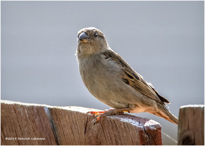 KP16144 House Sparrow female.jpg