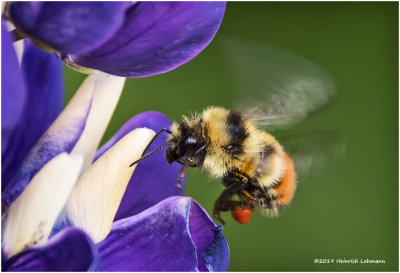 KP23141 Redtailed Bumble Bee.jpg
