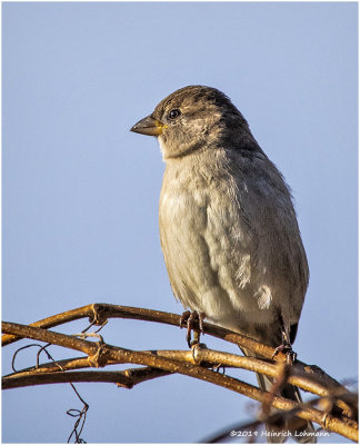 KP23769 House Sparrow-female.jpg