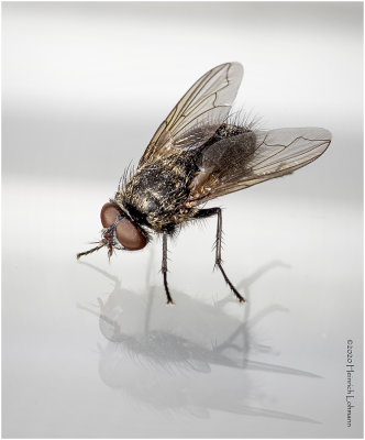KS26405-Five- legged fly.jpg