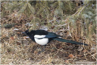 KP24471-Black-billed Magpie.jpg