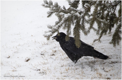 KP24530-Common Raven.jpg