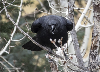 KP24770-American Crow.jpg