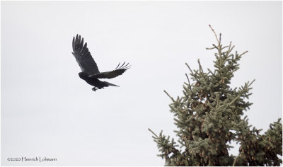 DSC0608-Amerocan Crow.jpg
