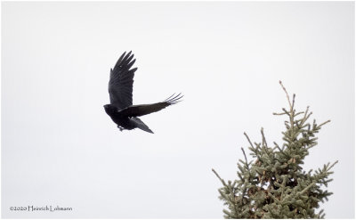 DSC0610-American Crow.jpg