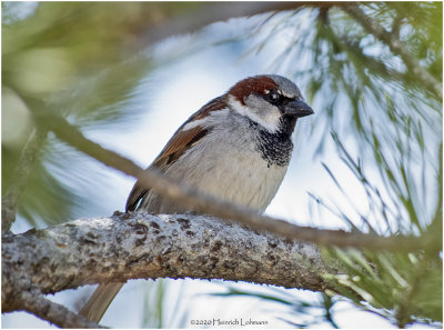 KS26422-House Sparrow-male.jpg