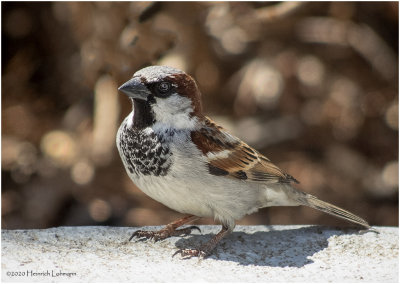 KS26437-House Sparrow-male.jpg