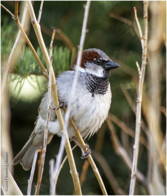 K421087-House Sparrow-male.jpg