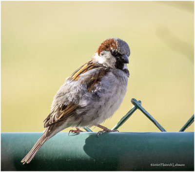 K421097-House Sparrow-male.jpg