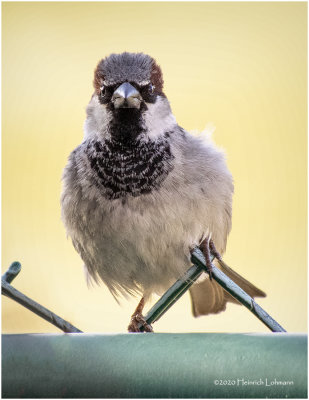 K421129-House Sparrow-male.jpg