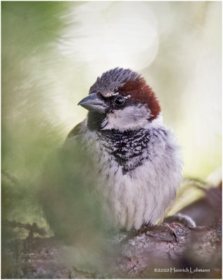 K421138-House Sparrow-male.jpg