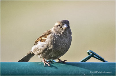 K421432-House Sparrow-female.jpg