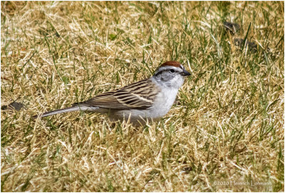 K421517-Chipping Sparrow.jpg