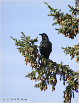 K421555-American Crow.jpg