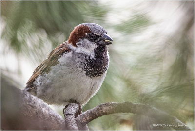 KP24957-House Sparrow-male.jpg