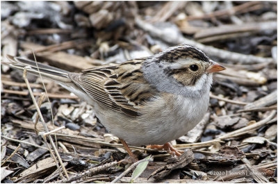 KP25272-Clay-colored Sparrow.jpg