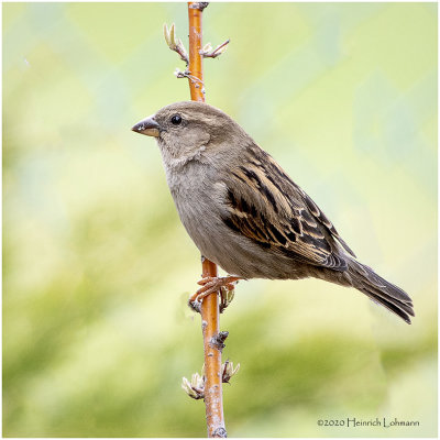 KP25295-House Sparrow-female.jpg