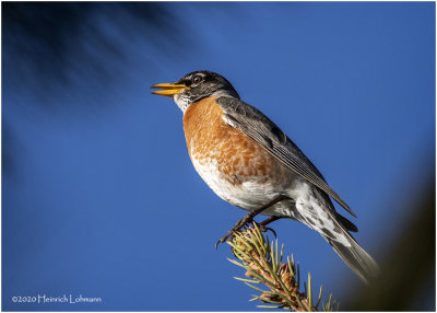 KP25558-American Robin.jpg