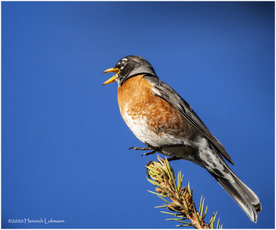 KP25585-American Robin.jpg