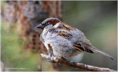 KP25725-House Sparrow-male.jpg