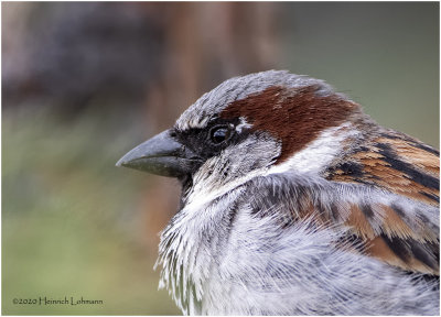 KP25723a-House Sparrow-male.jpg