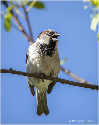 KP25903-House Sparrow-male.jpg