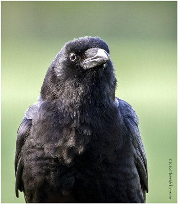 KP26005-American Crow.jpg